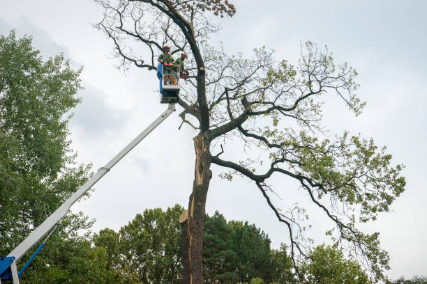 How Our Tree Care Process Works  in  Southwood Acres, CT